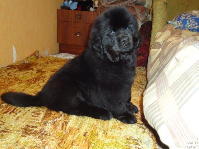 Фото: ньюфаундленд Uyutnaya Dolina Bibigon Breyv Kid (Уютная Долина Бибигон Брейв Кид)