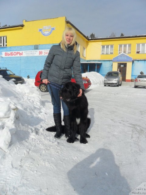 Фото: ньюфаундленд Mlechnyiy Put' iz Tihogo Omuta (Млечный Путь из Тихого Омута)