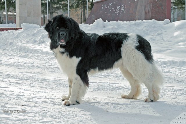Фото: ньюфаундленд Laskovy Breeze iz Tihogo Omuta (Ласковый Бриз из Тихого Омута)