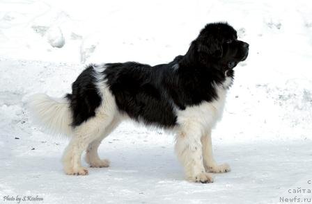 Фото: ньюфаундленд Laskovy Breeze iz Tihogo Omuta (Ласковый Бриз из Тихого Омута)