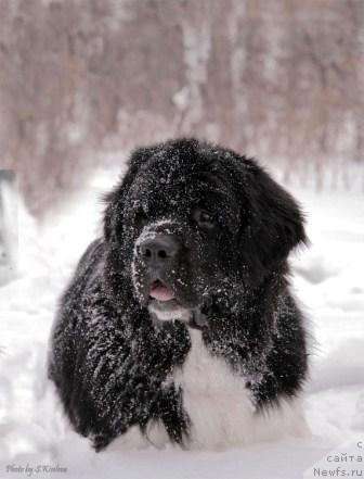 Фото: ньюфаундленд Laskovy Breeze iz Tihogo Omuta (Ласковый Бриз из Тихого Омута)