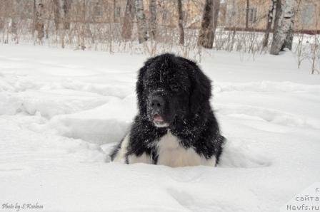 Фото: ньюфаундленд Laskovy Breeze iz Tihogo Omuta (Ласковый Бриз из Тихого Омута)
