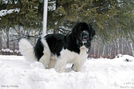Фото: ньюфаундленд Laskovy Breeze iz Tihogo Omuta (Ласковый Бриз из Тихого Омута)