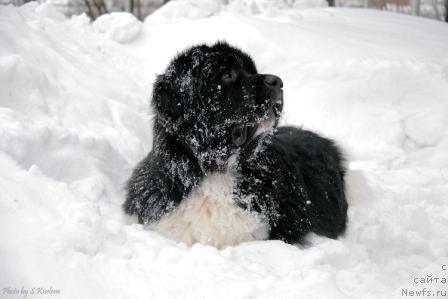 Фото: ньюфаундленд Laskovy Breeze iz Tihogo Omuta (Ласковый Бриз из Тихого Омута)