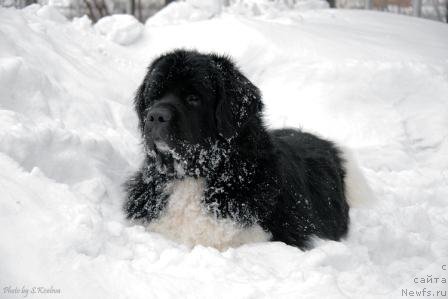 Фото: ньюфаундленд Laskovy Breeze iz Tihogo Omuta (Ласковый Бриз из Тихого Омута)