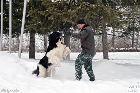 Фото: ньюфаундленд Laskovy Breeze iz Tihogo Omuta (Ласковый Бриз из Тихого Омута)