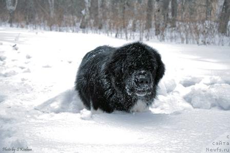 Фото: ньюфаундленд Laskovy Breeze iz Tihogo Omuta (Ласковый Бриз из Тихого Омута)