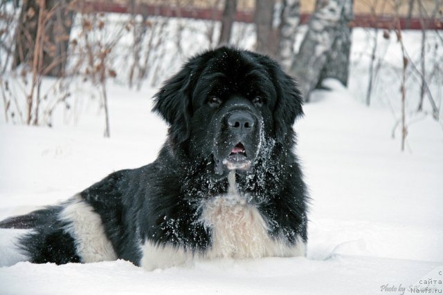 Фото: ньюфаундленд Laskovy Breeze iz Tihogo Omuta (Ласковый Бриз из Тихого Омута)