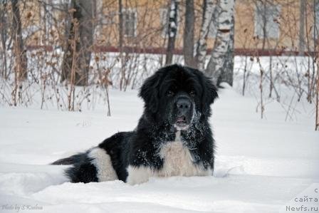 Фото: ньюфаундленд Laskovy Breeze iz Tihogo Omuta (Ласковый Бриз из Тихого Омута)