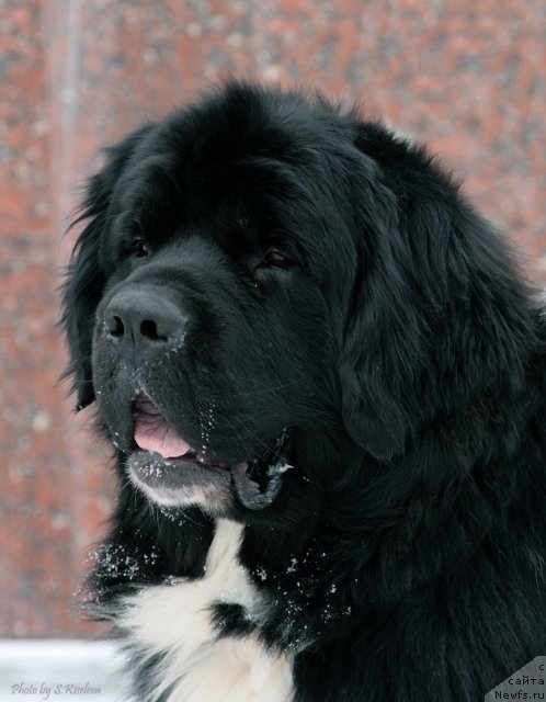 Фото: ньюфаундленд Laskovy Breeze iz Tihogo Omuta (Ласковый Бриз из Тихого Омута)