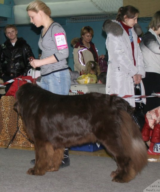 Фото: ньюфаундленд Zakadyichnyiy Drug iz Carstva Medvedey (Закадычный Друг из Царства Медведей)