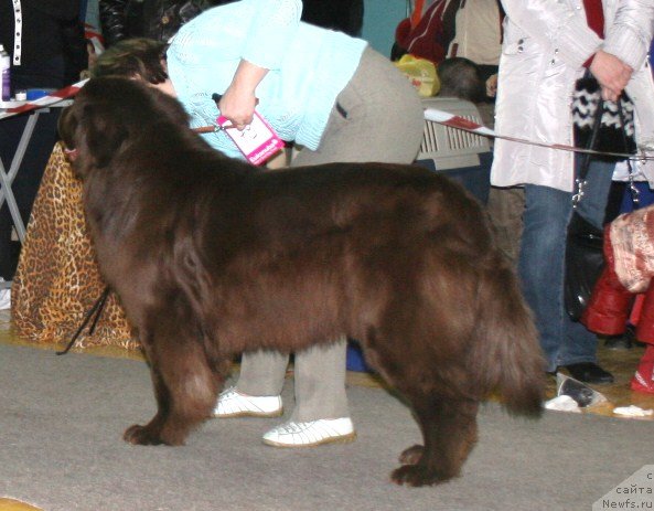 Фото: ньюфаундленд Tradiciya Uspeha ot Sibirskogo Medvedya (Традиция Успеха от Сибирского Медведя)