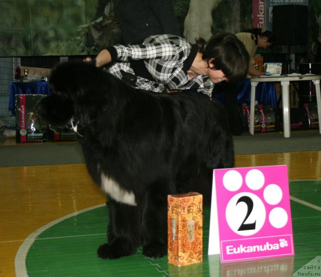 Фото: ньюфаундленд Flagman ot Sibirskogo Medvedja (Флагман от Сибирского Медведя)