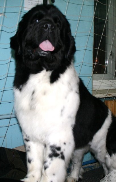 Фото: ньюфаундленд Fiamettahauz Martini Bianka (Фиаметтахауз Мартини Бьянка)