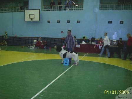 Фото: ньюфаундленд Super Bizon Baton (Супер Бизон Батон)