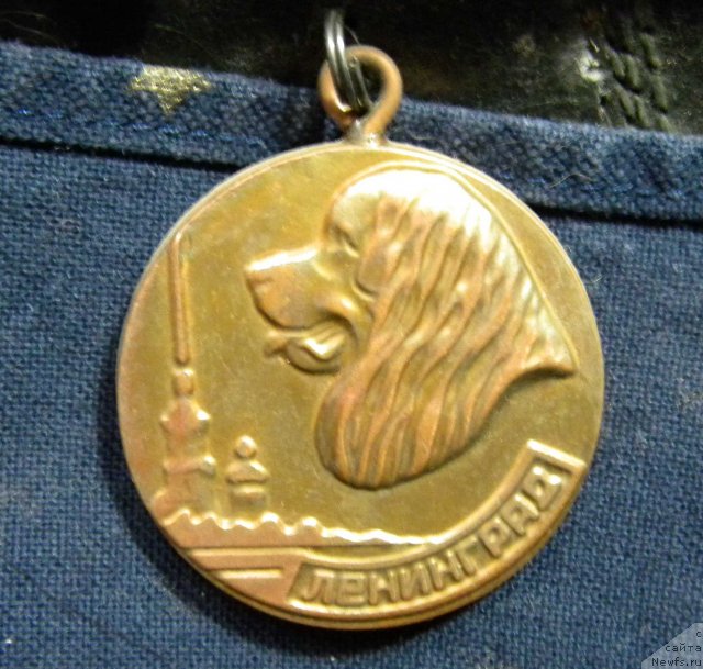 Фото: ньюфаундленд Hyeyli (Хэйли)