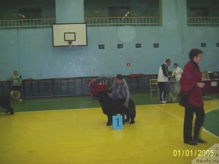 Фото: ньюфаундленд Lesnaya Skazka Ruslana (Лесная Сказка Руслана)