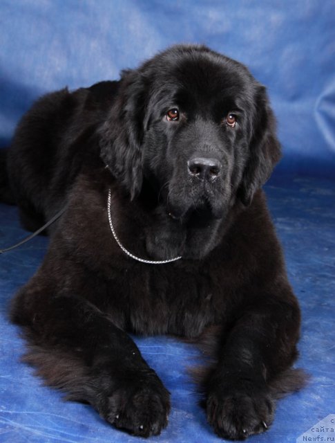 Фото: ньюфаундленд Beguschaya po Volnam Harizma (Бегущая по Волнам Харизма)