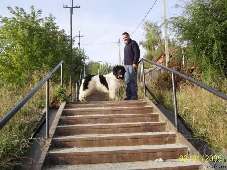 Фото: ньюфаундленд Super Bizon Baton (Супер Бизон Батон)