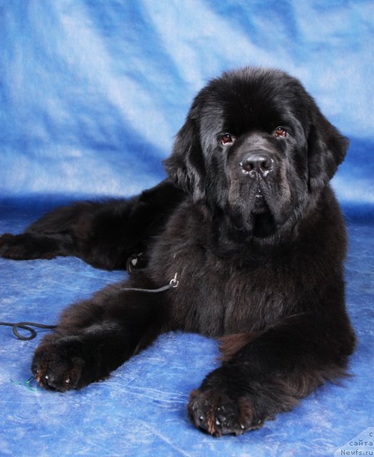 Фото: ньюфаундленд Beguschaya po Volnam Sun in My Hand (Бегущая по Волнам Сун ин Му Ханд)