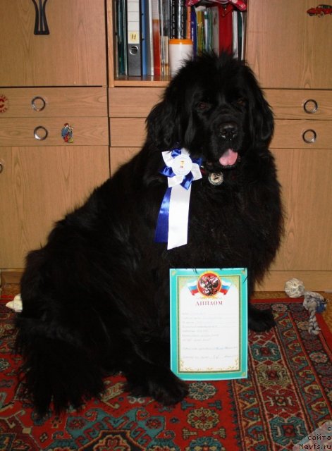 Фото: ньюфаундленд CHansi iz Zolotogo Treugol'nika (Чанси из Золотого Треугольника)