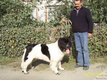 Фото: ньюфаундленд Super Bizon Baton (Супер Бизон Батон)