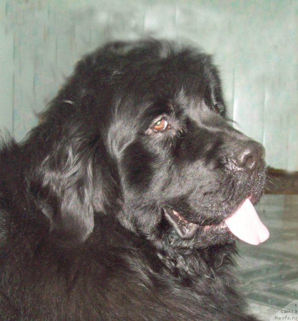 Фото: ньюфаундленд Lejebok Lui-Filipp (Лежебок Луи-Филипп)