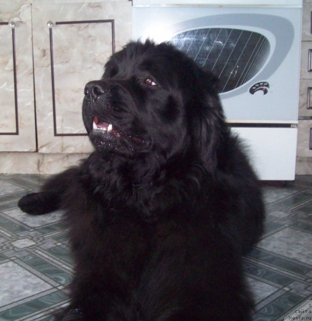 Фото: ньюфаундленд Lejebok Lui-Filipp (Лежебок Луи-Филипп)