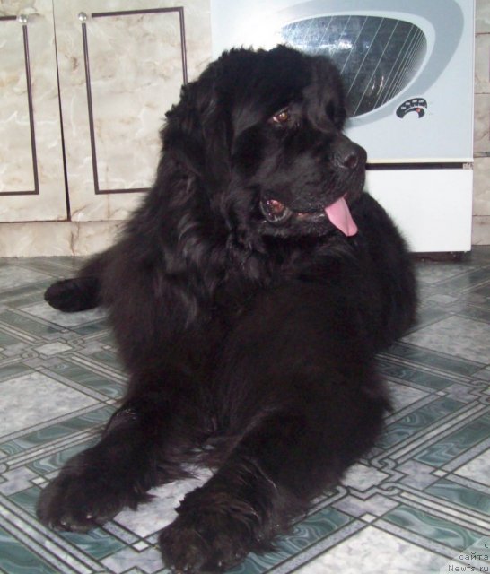 Фото: ньюфаундленд Lejebok Lui-Filipp (Лежебок Луи-Филипп)