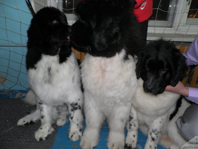 Фото: ньюфаундленд Fiamettahauz  Nunki (Фиаметтахауз Нунки), ньюфаундленд Fiamettahauz Martini Bianka (Фиаметтахауз Мартини Бьянка), ньюфаундленд Chatkantarra Taro