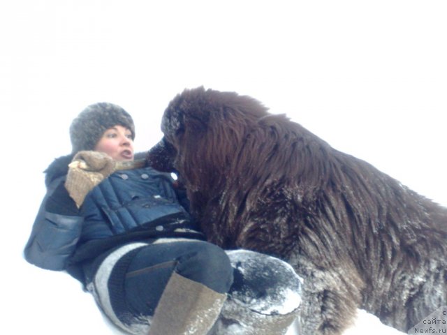 Фото: ньюфаундленд Patriot (Патриот)