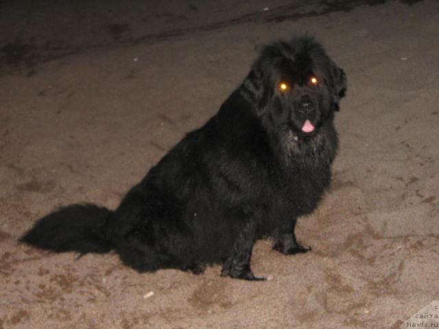 Фото: ньюфаундленд Ottava (Оттава)