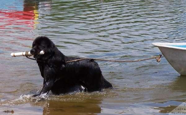Фото: ньюфаундленд Akvanavt iz Tihogo Omuta (Акванавт из Тихого Омута)