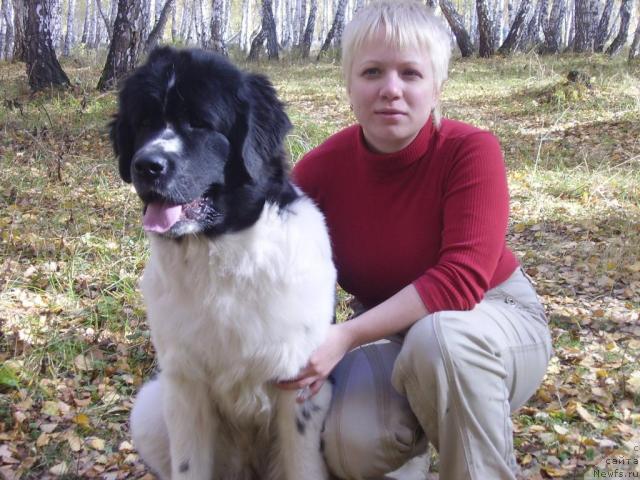 Фото: ньюфаундленд Mag Ispolin Infanta (Маг Исполин Инфанта), Elena Gorbunova (Елена Горбунова)