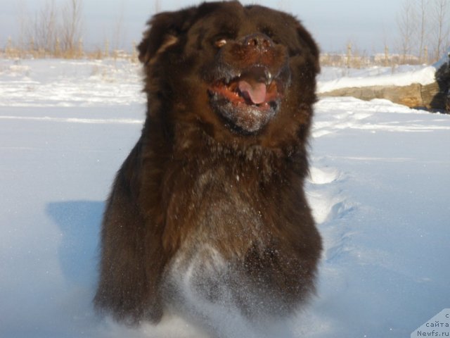 Фото: ньюфаундленд Lesnaja Skazka Korolevskiy Medved (Лесная Сказка Королевский Медведь)