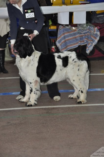 Фото: ньюфаундленд Pchiolkin Dom Begonia (Пчёлкин Дом Бегония)