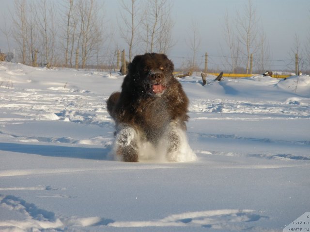 Фото: ньюфаундленд Lesnaja Skazka Korolevskiy Medved (Лесная Сказка Королевский Медведь)