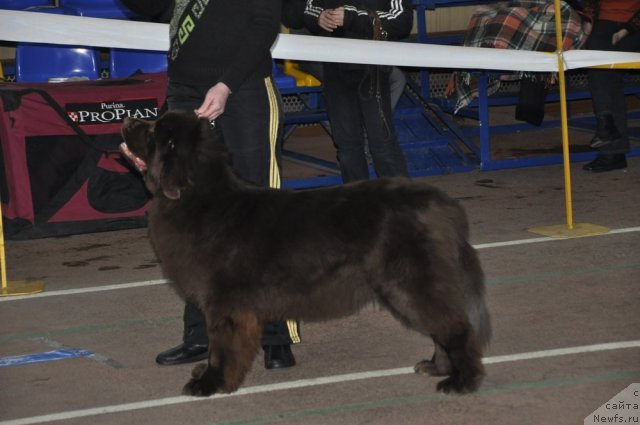 Фото: ньюфаундленд Oktjabrina s Berega Dona (Октябрина с Берега Дона)
