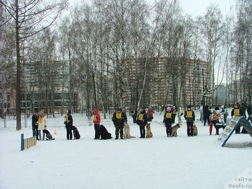 Фото: ньюфаундленд CHansi iz Zolotogo Treugol'nika (Чанси из Золотого Треугольника)