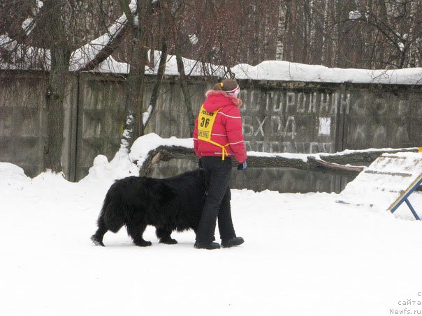 Фото: ньюфаундленд CHansi iz Zolotogo Treugol'nika (Чанси из Золотого Треугольника)