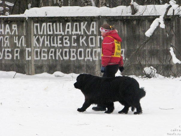 Фото: ньюфаундленд CHansi iz Zolotogo Treugol'nika (Чанси из Золотого Треугольника)