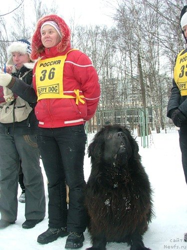 Фото: ньюфаундленд CHansi iz Zolotogo Treugol'nika (Чанси из Золотого Треугольника)