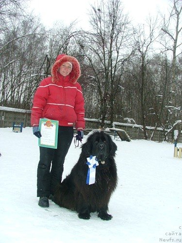 Фото: ньюфаундленд CHansi iz Zolotogo Treugol'nika (Чанси из Золотого Треугольника)