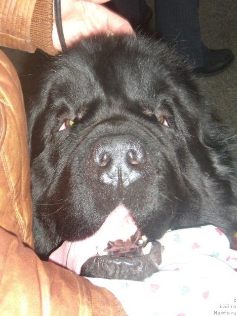 Фото: ньюфаундленд Plushevaya Panda King of Helluland (Плюшевая Панда Кинг Оф Хеллуланд)