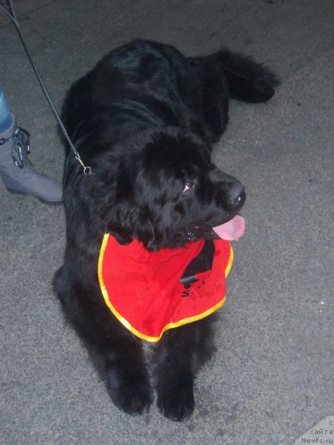 Фото: ньюфаундленд Plushevaya Panda King of Helluland (Плюшевая Панда Кинг Оф Хеллуланд)