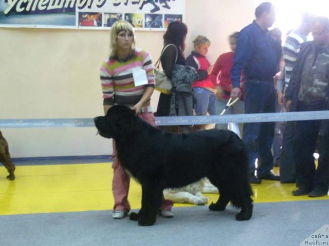 Фото: ньюфаундленд Super Bizon Armani (Супер Бизон Армани)