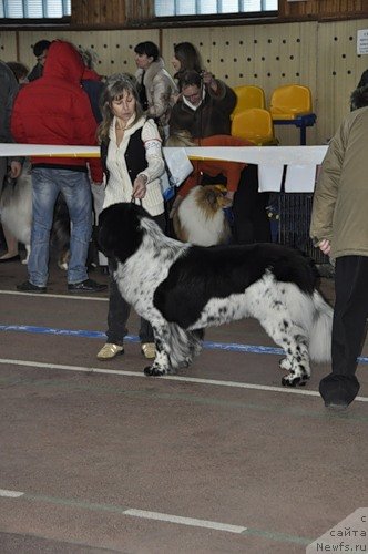 Фото: ньюфаундленд Plyushevaya Panda Stil'-Sankt-Peterburga (Плюшевая Панда Стиль-Санкт-Петербурга)