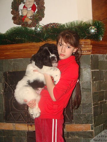 Фото: ньюфаундленд Kara Ayular Avrora Polaris (Кара Аюлар Аврора Поларис), Лиза Шамбадал