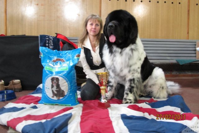 Фото: ньюфаундленд Plyushevaya Panda Stil'-Sankt-Peterburga (Плюшевая Панда Стиль-Санкт-Петербурга)