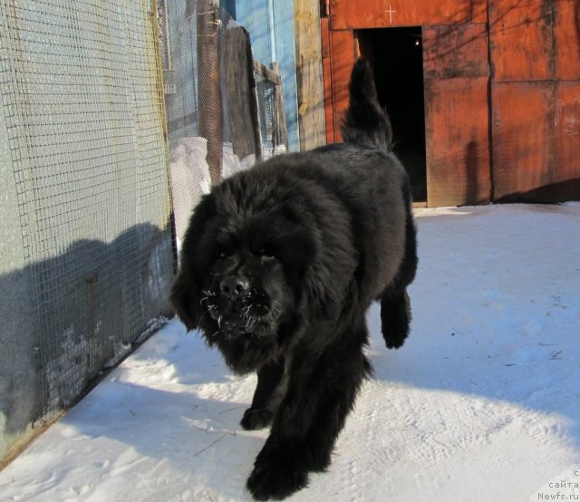 Фото: ньюфаундленд Ih Vyisochestvo Vladlena Madjiks (Их Высочество Владлена Маджикс)